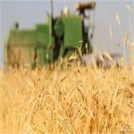 قائم مقام صندوق بیمه کشاورزی، از تدوین بیمه اجباری یا فراگیر گندم در راستای جهش تولید خبر داد.